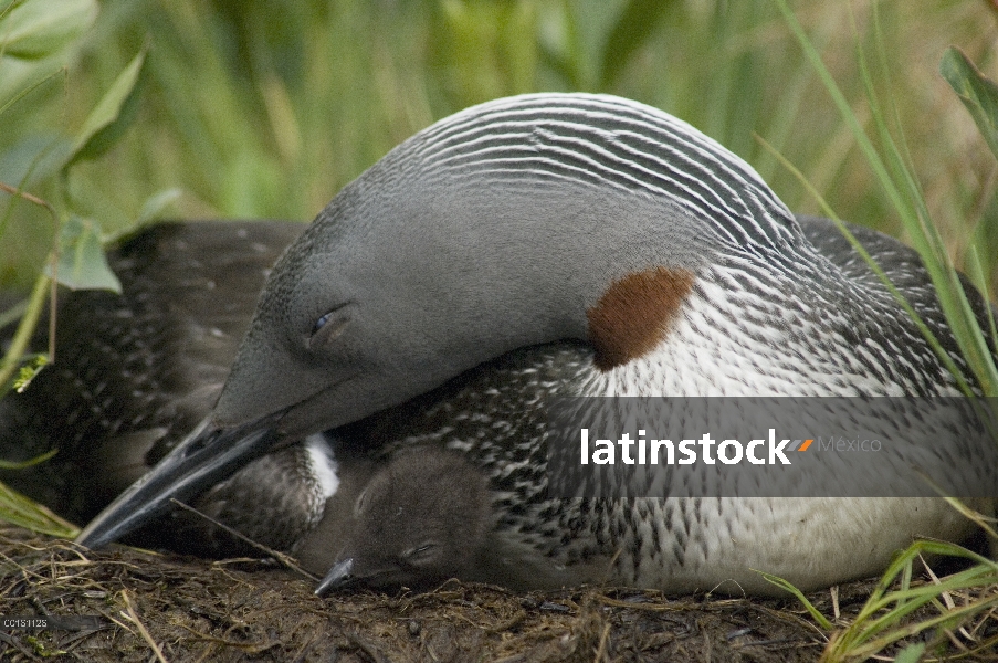 Garganta Roja Loon (Gavia stellata) descansando con polluelo en el nido, Alaska