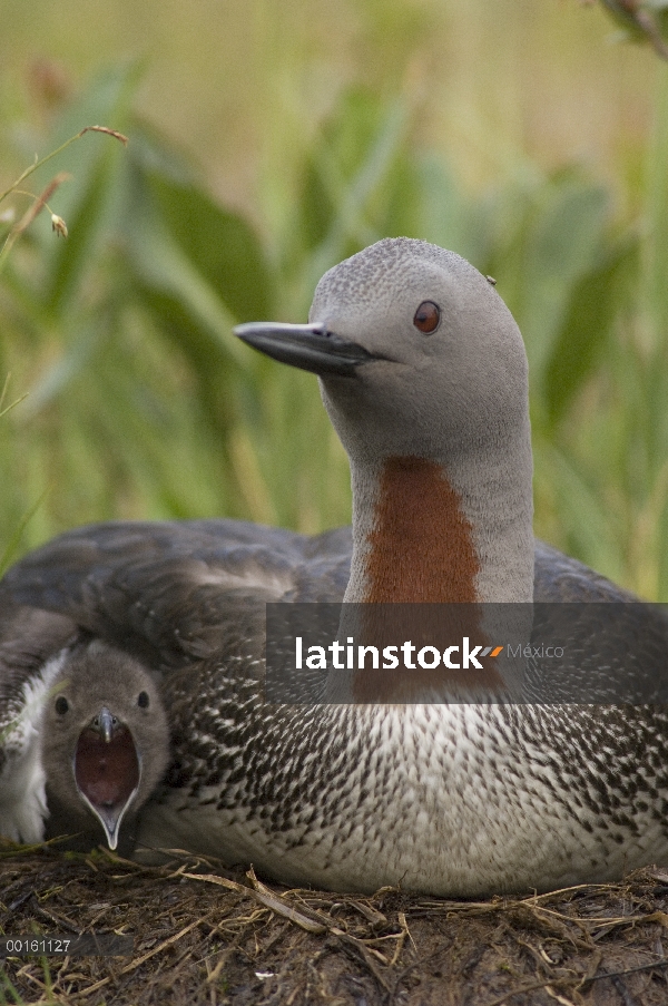 Garganta Roja Loon (Gavia stellata) en el nido con llamada chick, Alaska