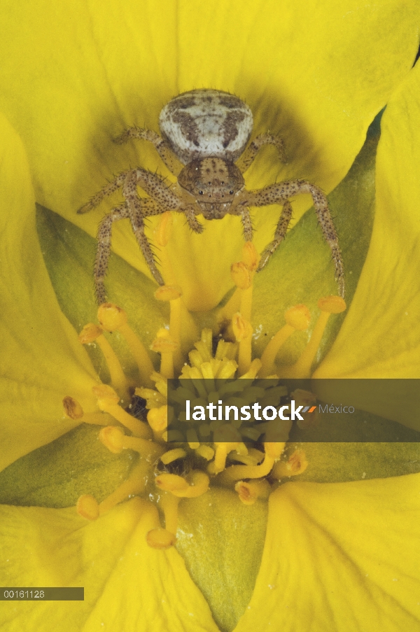 Vara de oro cangrejo araña (Misumena vatia) en flor, Alaska