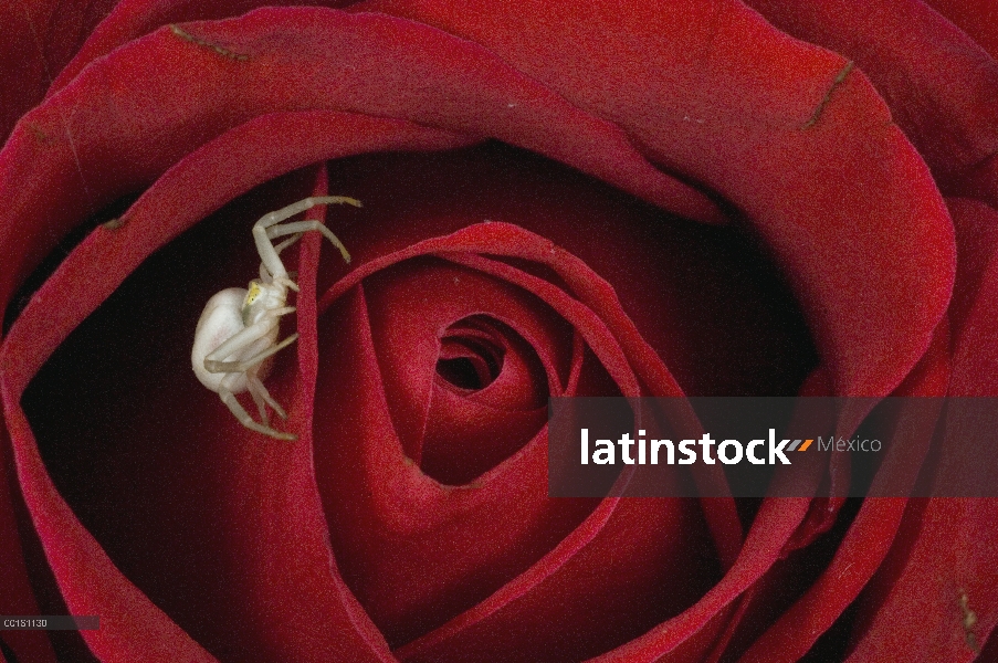 Vara de oro cangrejo araña (Misumena vatia) en rosa, Alaska