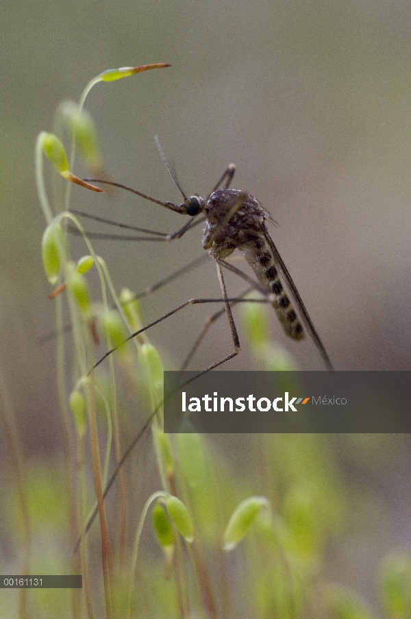 Mosquito (Culex pipiens) en musgos Ceratodon (Ceratodon purpureus), Alaska