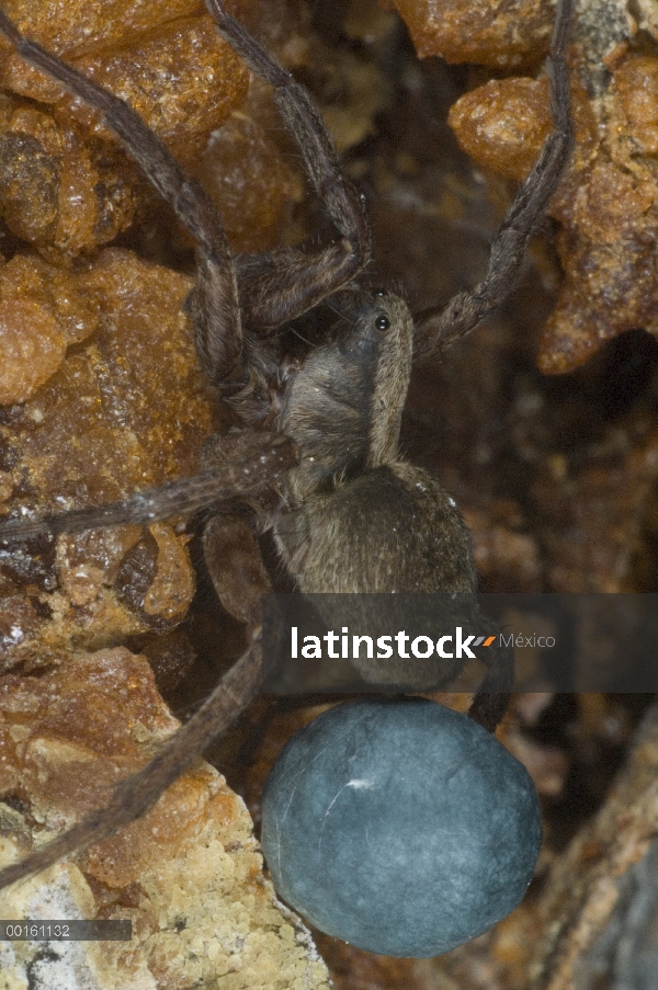 Hembra de araña lobo (Lycosidae) con huevo sac, Alaska