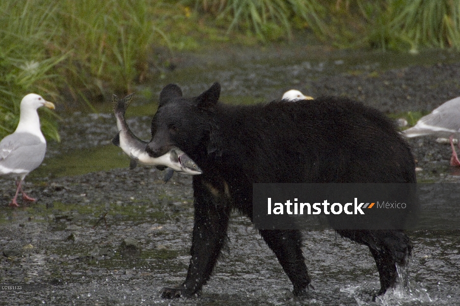 Oso negro (Ursus americanus) jóvenes adultos catching salmón (Oncorhynchus gorbuscha), Alaska