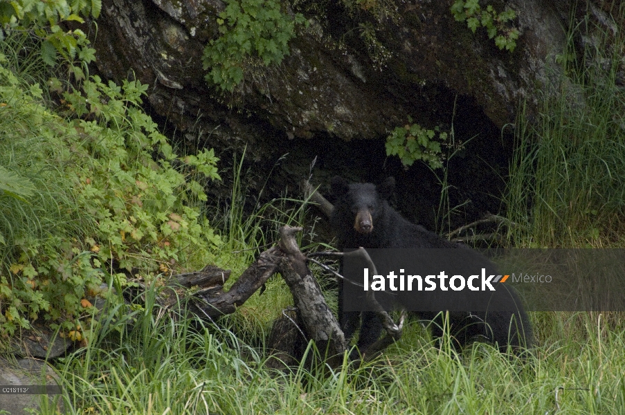 Oso negro (Ursus americanus), Alaska