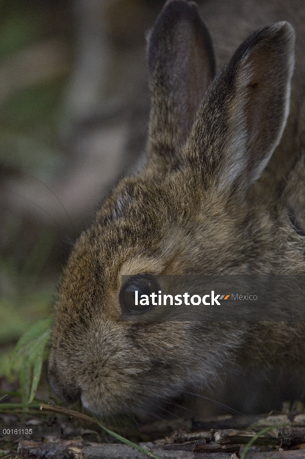 Liebres de la raqueta (Lepus americanus), Alaska