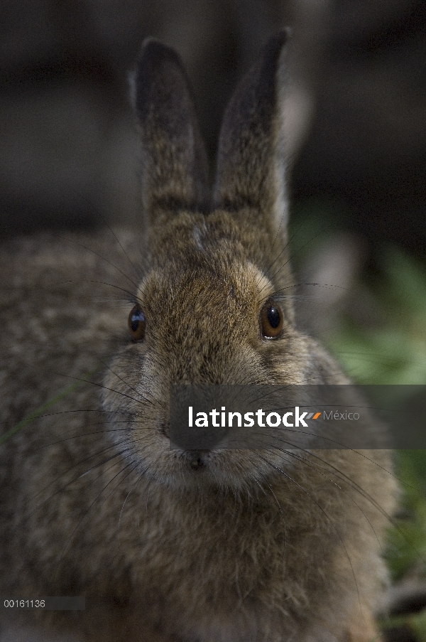 Liebres de la raqueta (Lepus americanus) retrato, Alaska