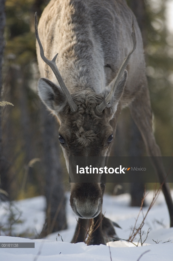 Retrato de caribú (Rangifer tarandus), Slana, Alaska