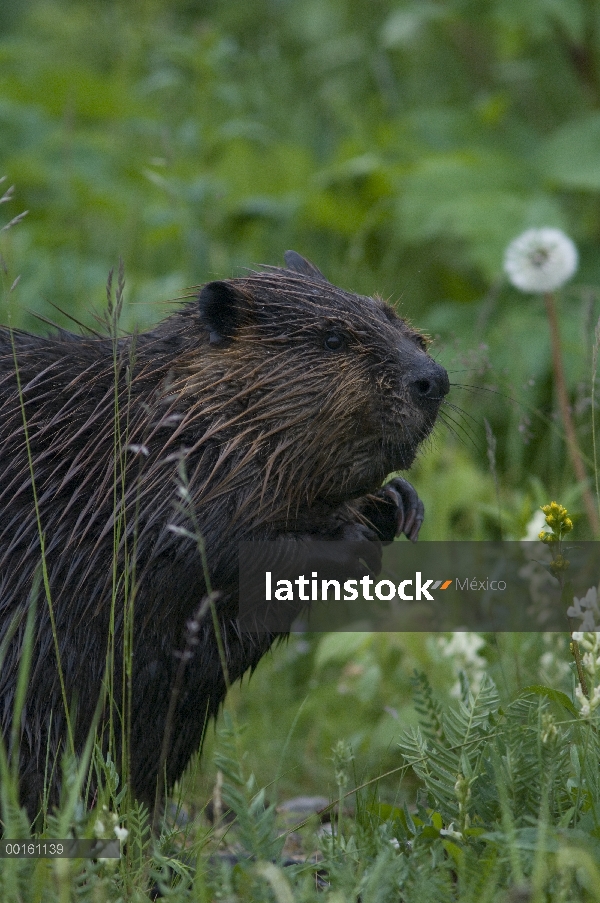 Castor americano (Castor canadensis), Slana, Alaska