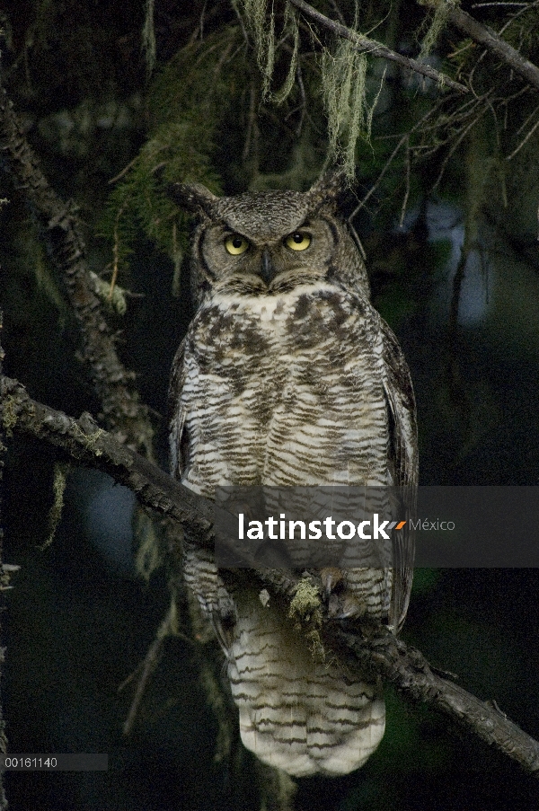 Great Horned Owl (Bubo virginianus), Alaska