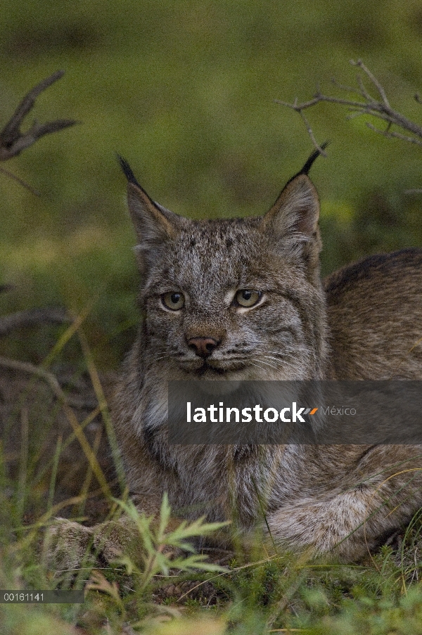 Retrato del lince del Canadá (Lynx canadensis), Alaska