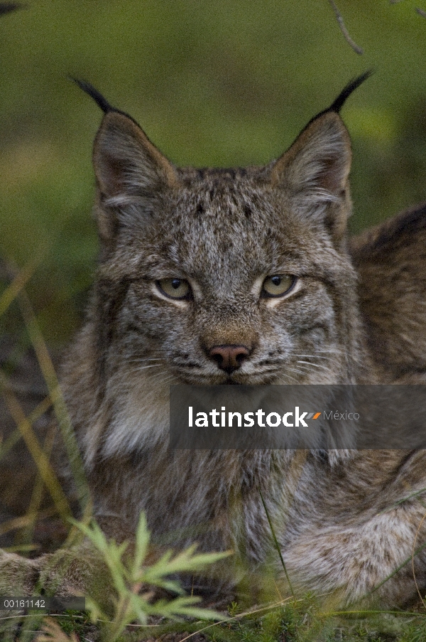 Retrato del lince del Canadá (Lynx canadensis), Delani National Park, Alaska