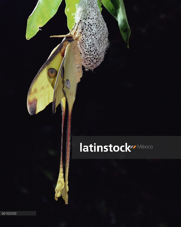 Polilla de luna de Madagascar (Argema mittrei) recién emergido hombre cuelga en capullo, permitiendo