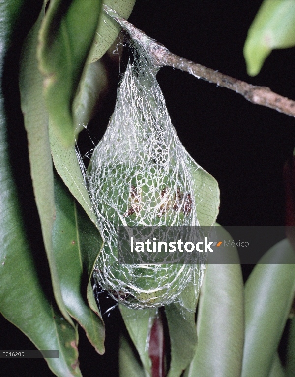 Capullo de la polilla de luna de Madagascar (Argema mittrei), Madagascar