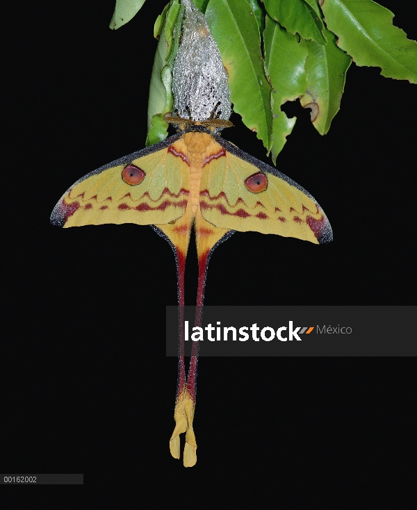 Polilla de luna de Madagascar (Argema mittrei) recién emergido hombre cuelga en capullo, permitiendo