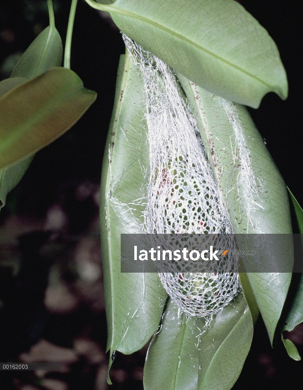 Capullo de la polilla de luna de Madagascar (Argema mittrei), Madagascar