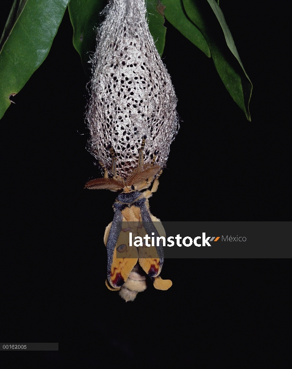 Polilla de luna de Madagascar (Argema mittrei) salen de su capullo, Madagascar