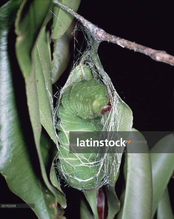 Oruga de la polilla de luna de Madagascar (Argema mittrei) pupating, Madagascar