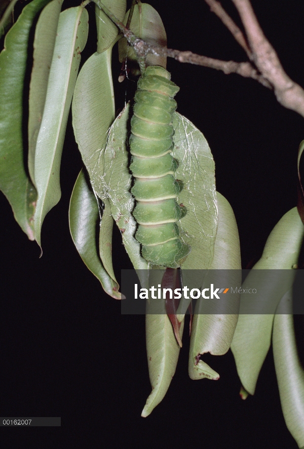 Oruga de la polilla de luna de Madagascar (Argema mittrei), Madagascar