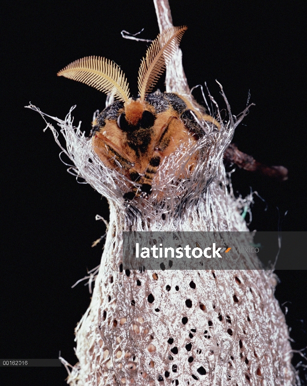 Polilla de luna de Madagascar (Argema mittrei) salen de un capullo, Madagascar