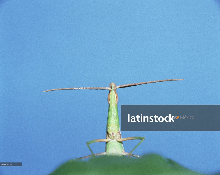 Saltamontes (Acrida chinensis), Japón