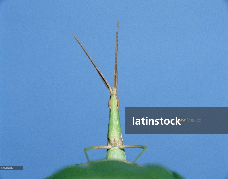 Saltamontes (Acrida chinensis) en la secuencia de hoja, Shiga, Japón, 1 de 6