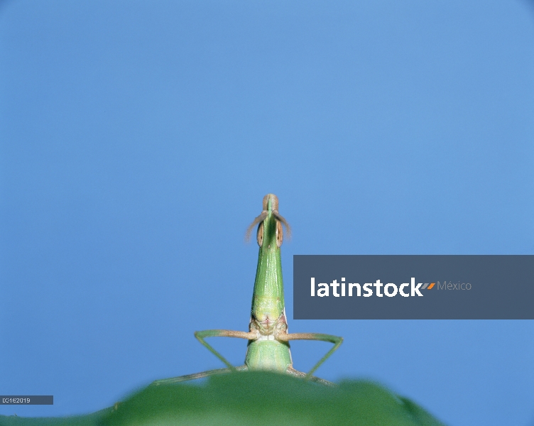 Saltamontes (Acrida chinensis) en la secuencia de hoja, Shiga, Japón, 2 de 6