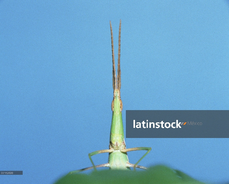 Saltamontes (Acrida chinensis) en la secuencia de hoja, Shiga, Japón, 3 de 6