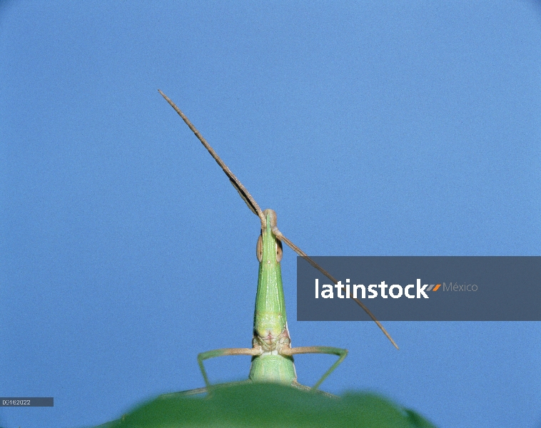 Saltamontes (Acrida chinensis) en la secuencia de hoja, Shiga, Japón, 4 de 6