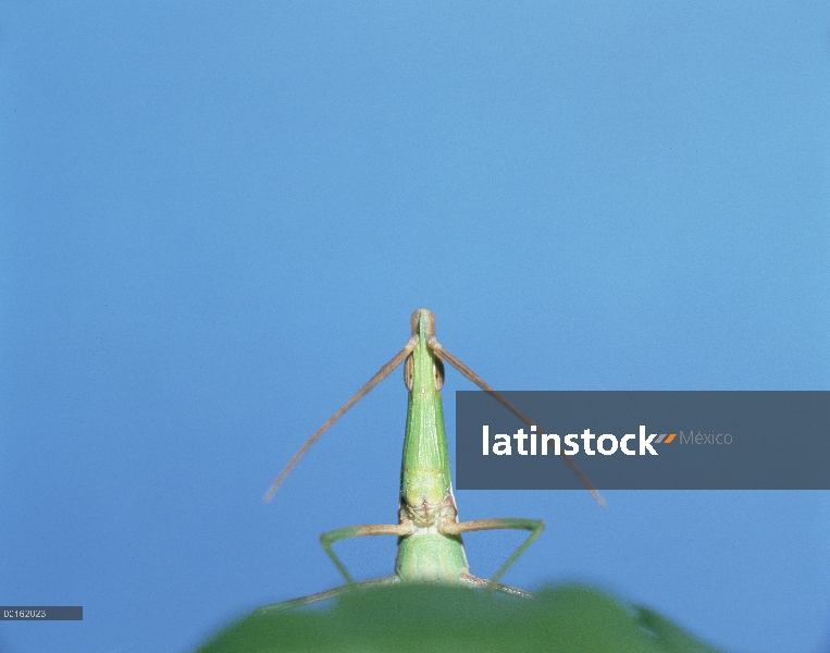 Saltamontes (Acrida chinensis) en la secuencia de hoja, Shiga, Japón, 5 de 6