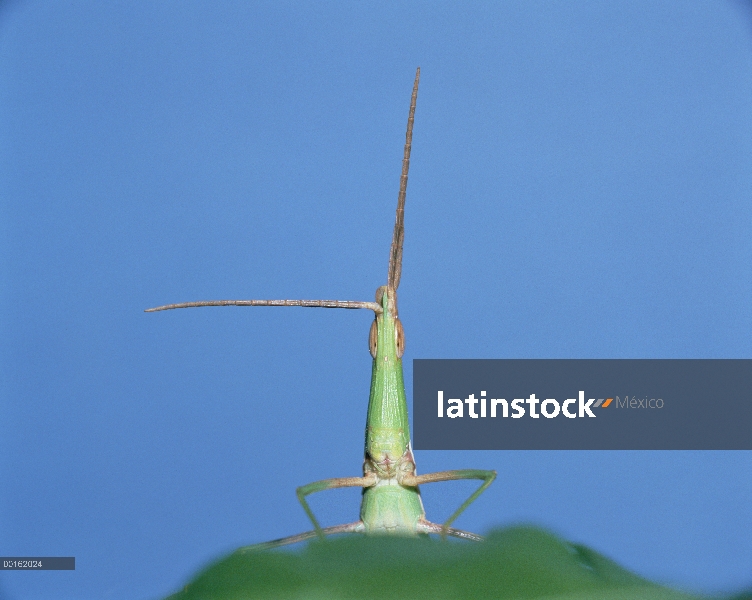 Saltamontes (Acrida chinensis) en la secuencia de hoja, Shiga, Japón, 6 de 6