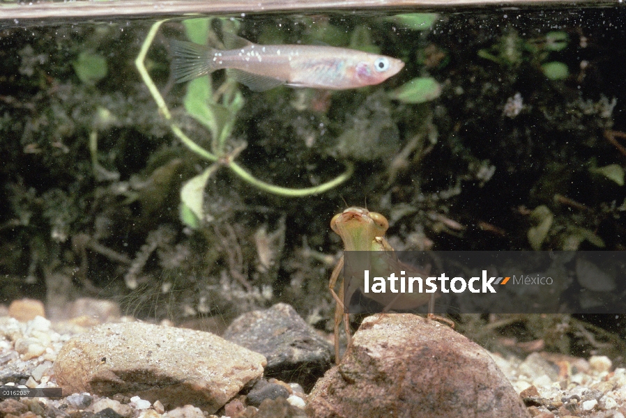 Menor Dragonfly emperador (Anax parthenope) las larvas bajo el agua, la secuencia de Shiga, Japón, 1