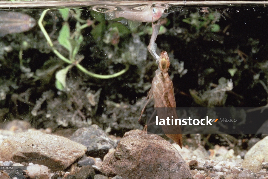 Larvas de Dragonfly emperador (Anax parthenope) menor bajo el agua captura de secuencia de pequeños 