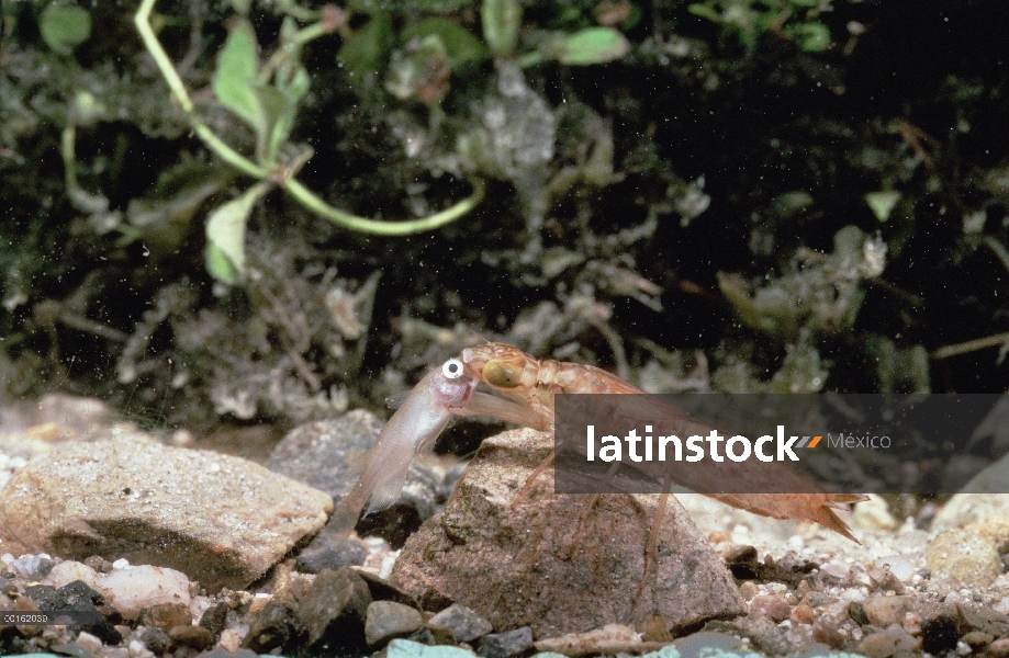 Larvas de Dragonfly emperador (Anax parthenope) menor bajo el agua comiendo secuencia de pequeños pe