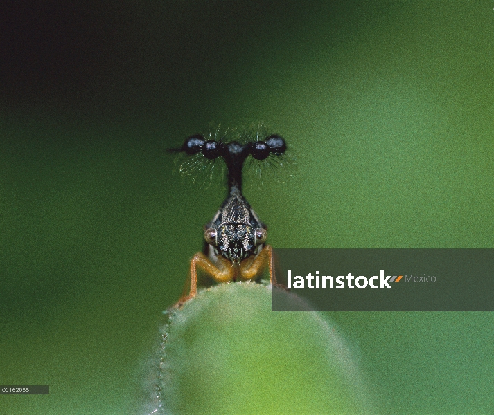 Retrato surrealista de Treehopper (Bocydium globulare), cerrar