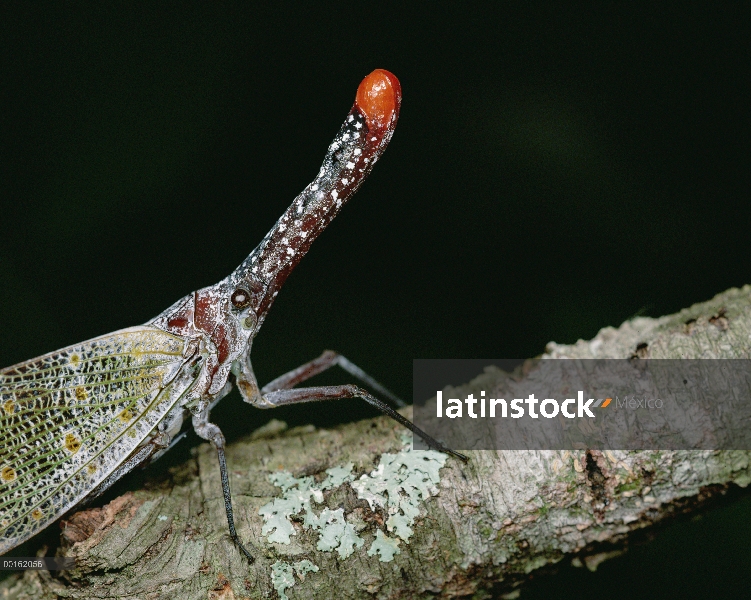 Error de linterna (Fulgora pyrorhynchus) de cerca en rama, América Central