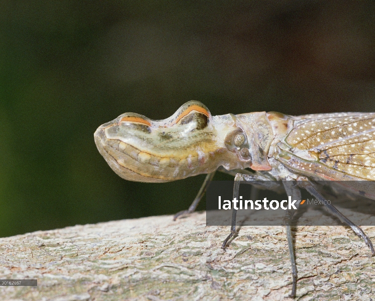 Planos Lanternfly (Laternaria sp), América Central