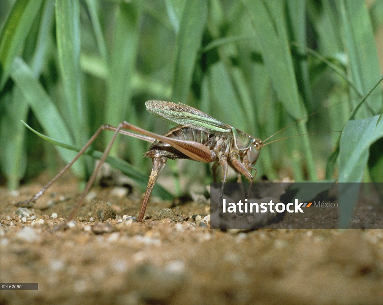 Saltamontes (Gampsocleis buergeri), Shiga, Japón