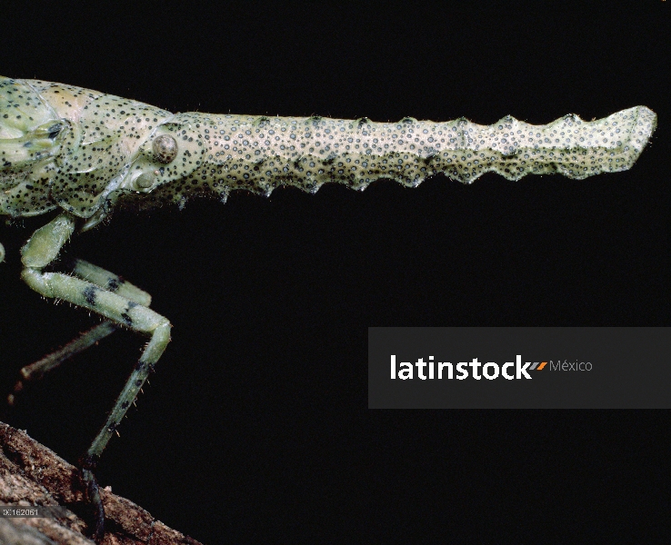 Lanternfly (Zanna terminalis) cerca de la nariz, América Central