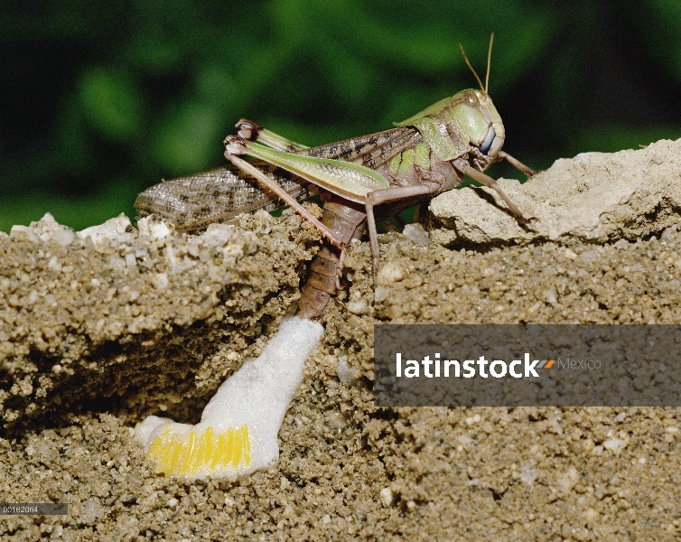 Langosta migratoria (Locusta migratoria) poniendo huevos, Shiga, Japón