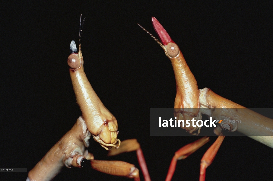 Par de insecto (Taxiarchus giganteus), América del sur