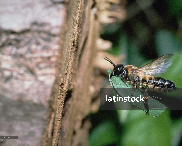 Abejas cortadoras de hojas (Megachile japonica) llevar hoja volver a anidar, Shiga, Japón