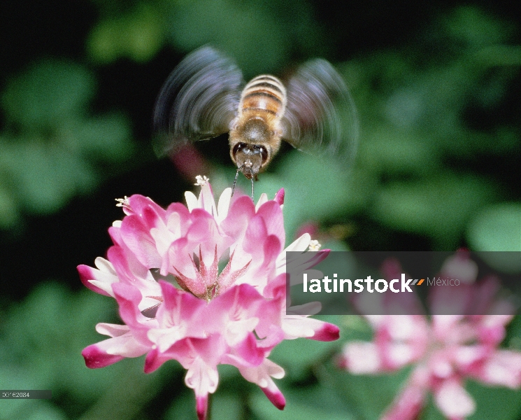 Miel de abeja (Apis mellifera) alimentación en flor, Shiga, Japón