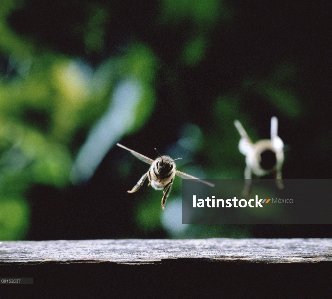 Miel dos vuelo de abeja (Apis mellifera), Shiga, Japón