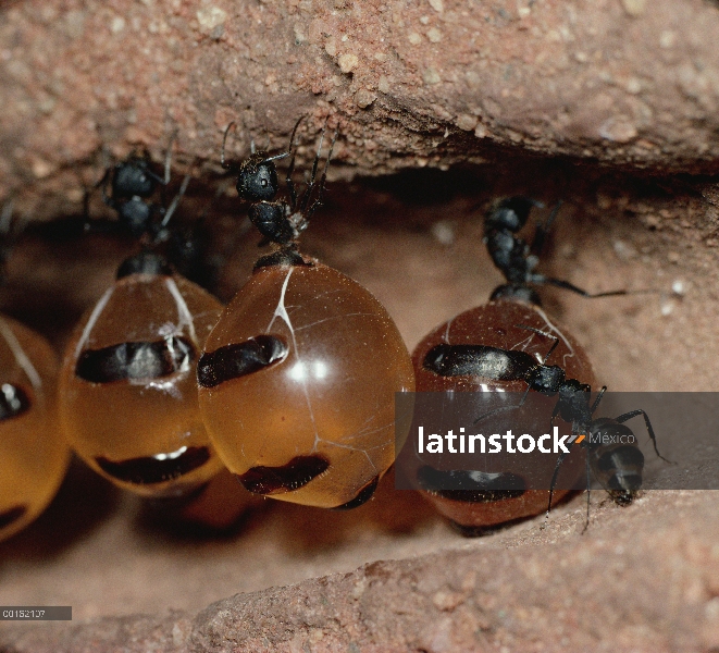 Tarro de miel de hormiga (Camponotus inflatus) repletes colgando del techo de la despensa, engorged 