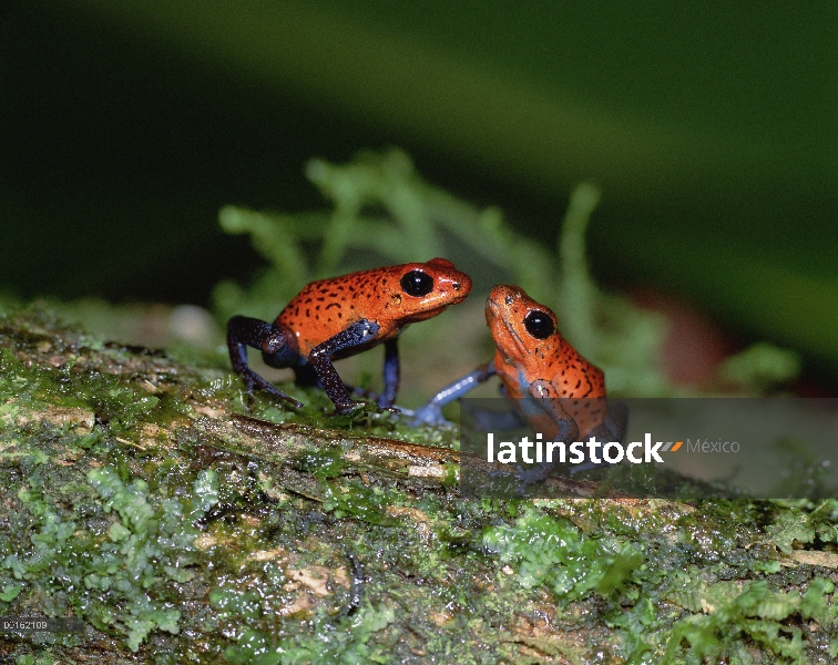 Par de rana dardo venenosa (Oophaga pumilio) fresa, América Central