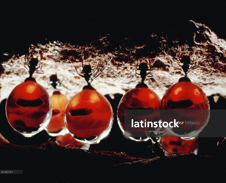 Tarro de miel de hormiga (Camponotus inflatus) repletes colgando del techo de la despensa, engorged 