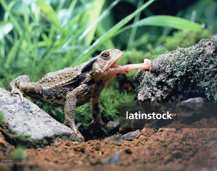 Insectos catching japonés sapo (Bufo japonicus) con lengua, Shiga, Japón