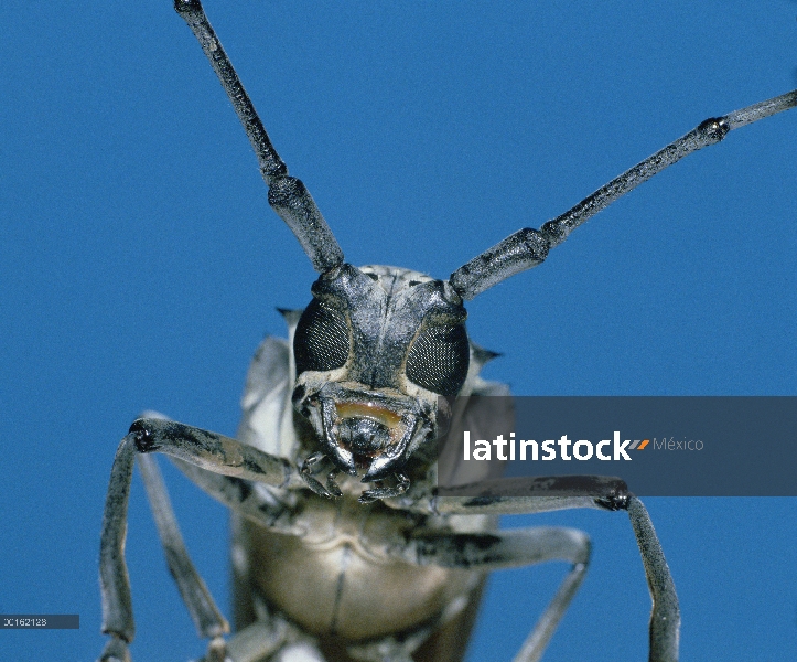 Escarabajo de cuerno largo (Batocera lineolata) primer plano, retrato, Shiga, Japón