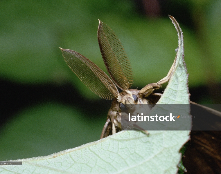 Polilla gitana (Monacha dispar) de cerca en la hoja, vista frontal, Shiga, Japón