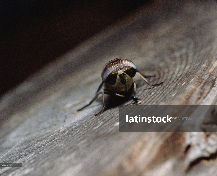 Tábanos (Tabanus trigeminus) vista de ojos compuestos, Shiga, Japón